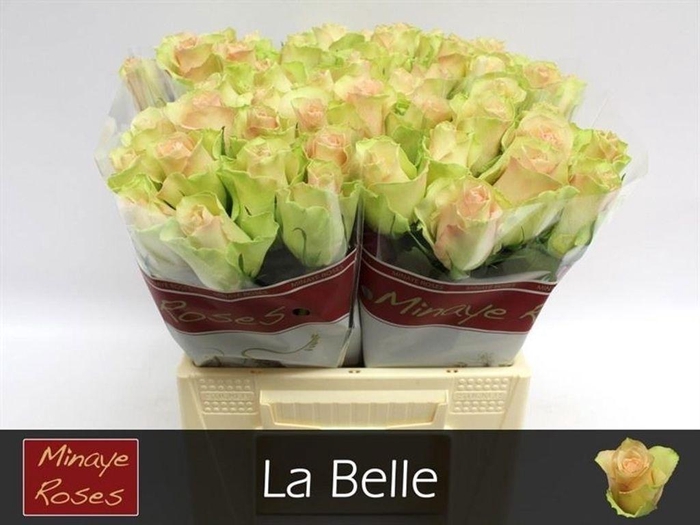 <h4>Rosa large la belle</h4>