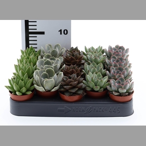 Echeveria   ...mix