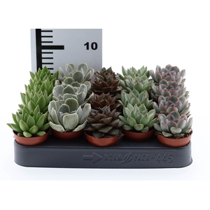 Echeveria   ...mix