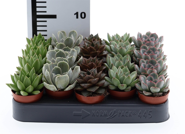 <h4>Echeveria   ...mix</h4>
