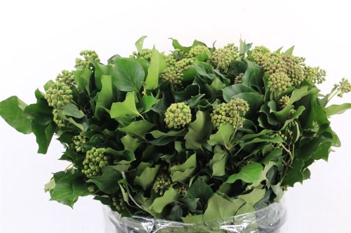 <h4>Hedera Leaf P/b 400gr</h4>