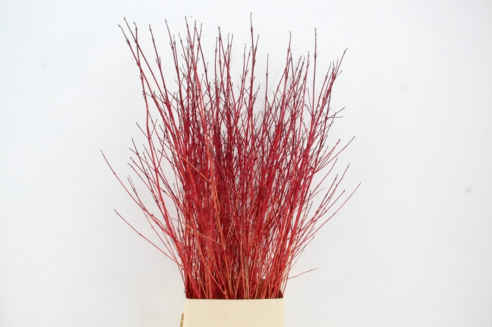 <h4>CORNUS SA WINTER BEAUTY PER STEM 140CM</h4>