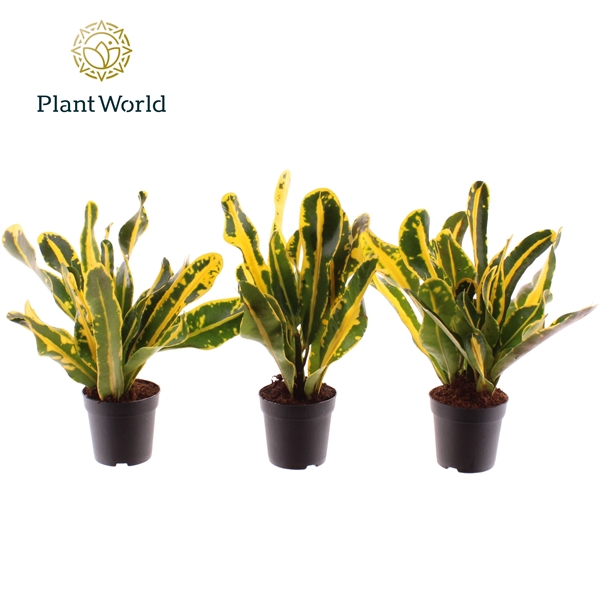 <h4>Croton Mammi Yellow Kopstek</h4>