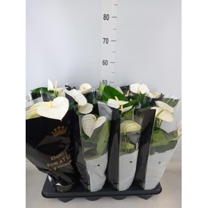 Anthurium andr. 'Alpine'