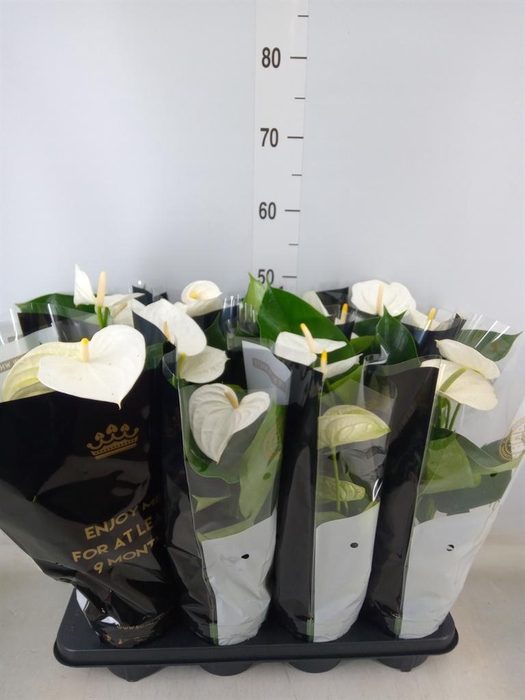 <h4>Anthurium andr. 'Alpine'</h4>