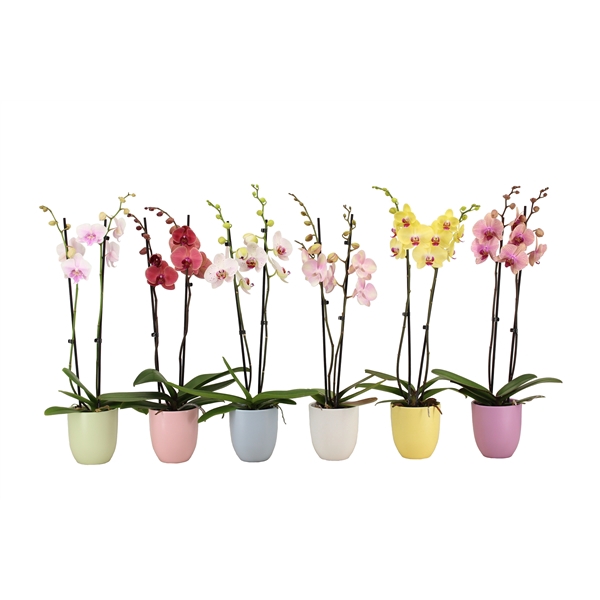 <h4>Hugo Pastel Mix Phal Mix 2T14+</h4>