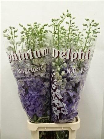 <h4>Delph Du Dewi Impressive</h4>