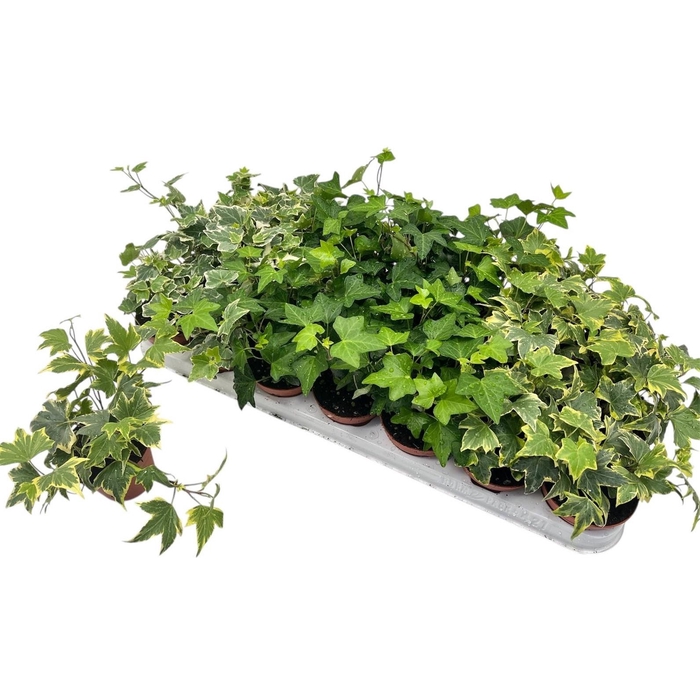 <h4>HED HE GEM 3 SRT</h4>