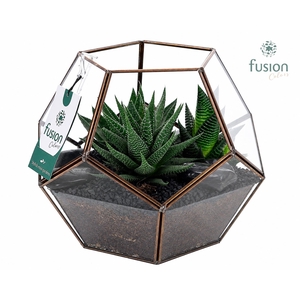 Geometrisch planter Large met Haworthia arrangement