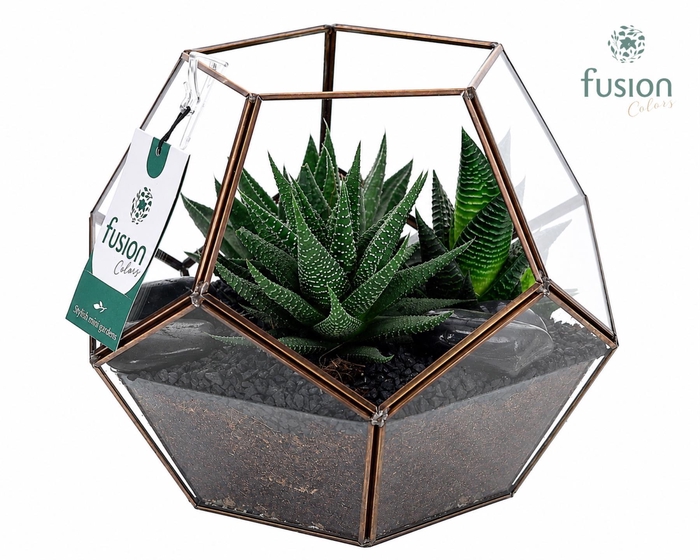 <h4>Geometrisch planter Large met Haworthia arrangement</h4>