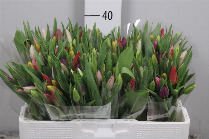 <h4>Tu En Gemengd</h4>