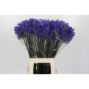 Agapanthus Dark Ocean