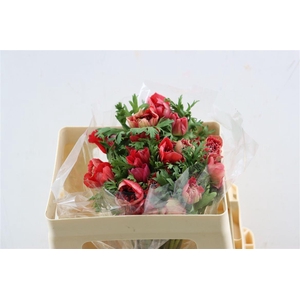 Anem Full Star Glory Red