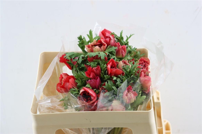 <h4>Anem Full Star Glory Red</h4>