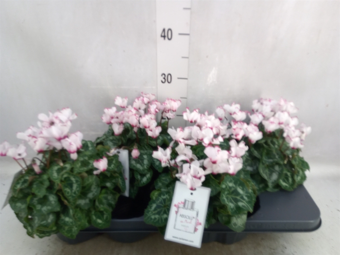 <h4>Cyclamen KL 'Absolu De Morel'</h4>