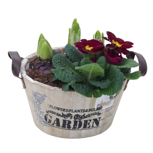 Primula ronde bak hys tet 420