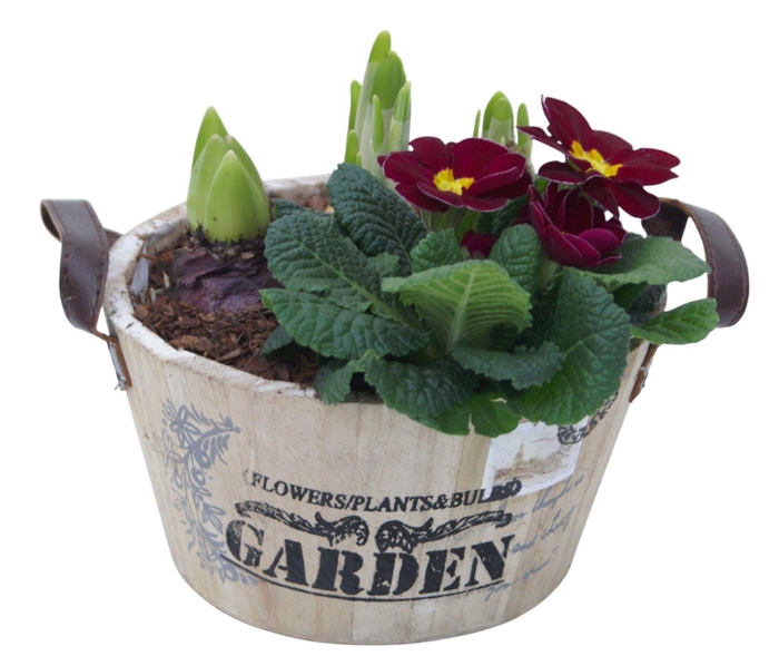 <h4>Primula ronde bak hys tet 420</h4>