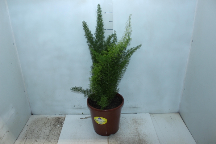 <h4>ASPARGO REAL P23</h4>