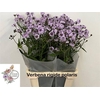 VERBENA