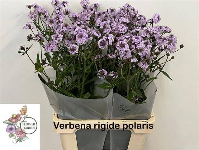 VERBENA