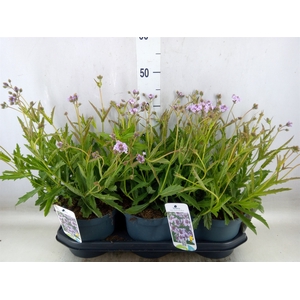 Verbena  'Blues Sky Blue'