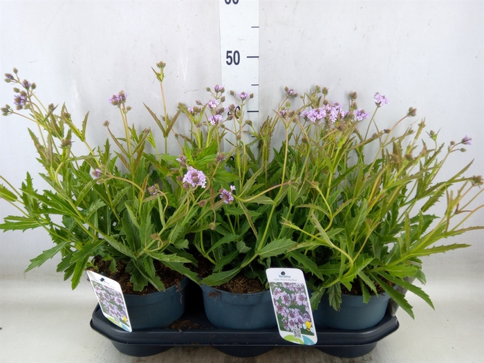 <h4>Verbena  'Blues Sky Blue'</h4>