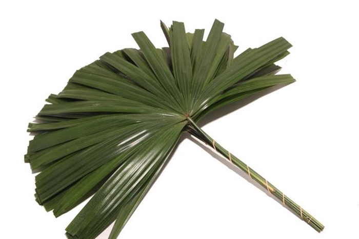 <h4>Raphis Palm Cutted</h4>