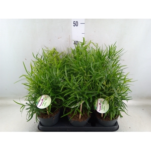 Asparagus falcatus