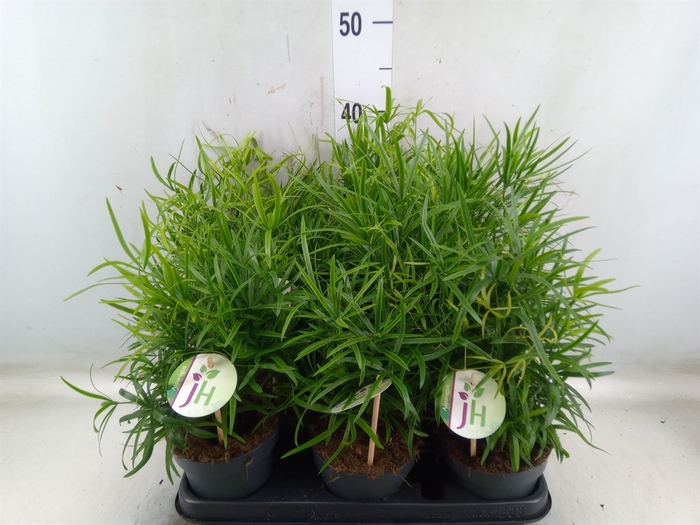 <h4>Asparagus falcatus</h4>