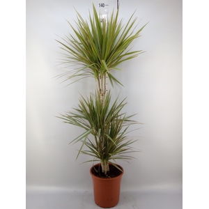 Dracaena marg. 'Bicolor'