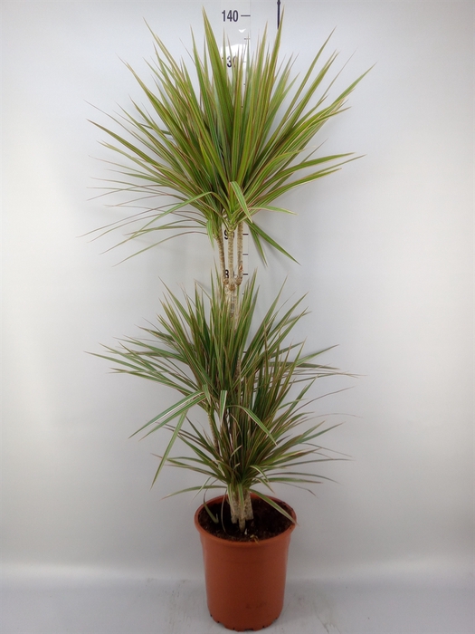 <h4>Dracaena marg. 'Bicolor'</h4>