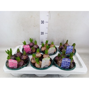 Hyacinthus orie.   ...mix 3