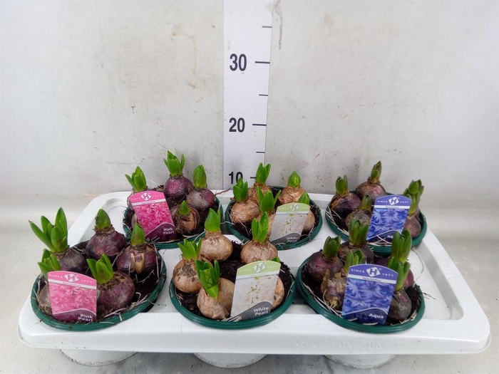 <h4>Hyacinthus orie.   ...mix 3</h4>