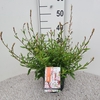 Gaura Geyser White