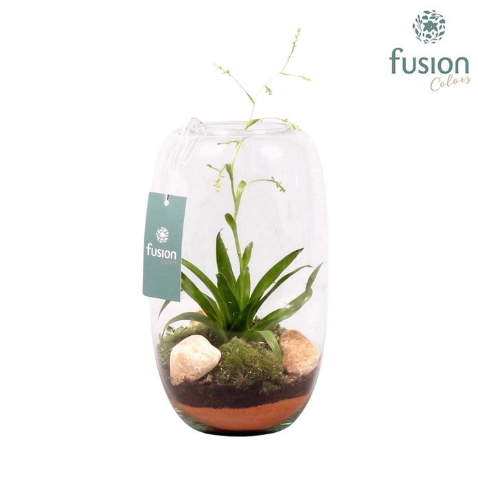 <h4>Glazen vaas middel met Tillandsia</h4>