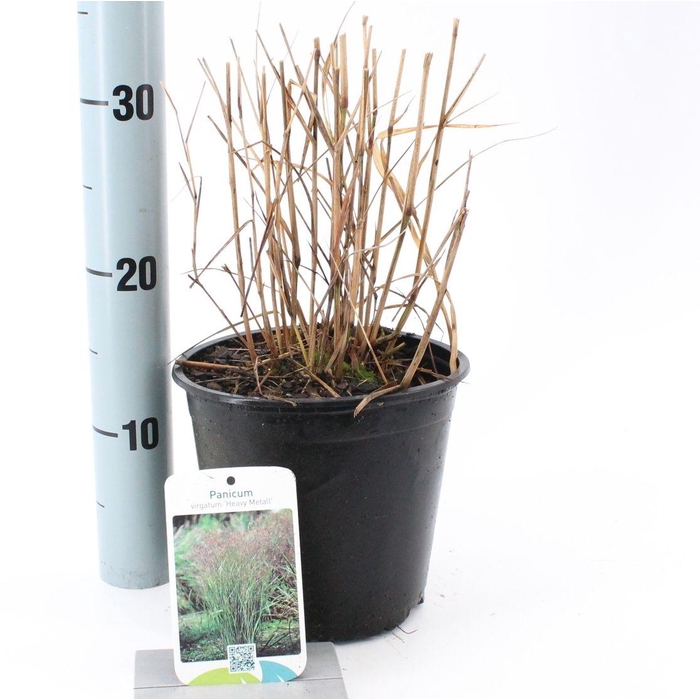 <h4>Panicum virgatum 'Heavy Metal'</h4>