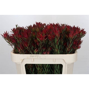 LEUCADENDRON BLUSH SPRAY*