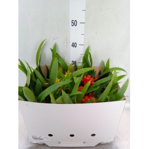 Guzmania   ...mix