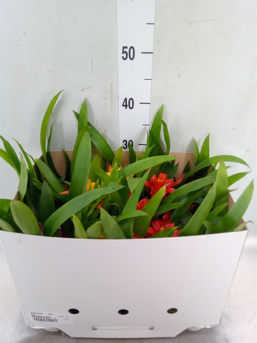 <h4>Guzmania   ...mix</h4>