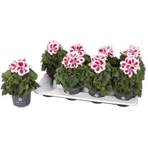 Pelg. Bella Donna Rood-Wit 12cm