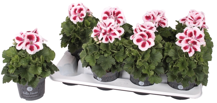 <h4>Pelg. Bella Donna Rood-Wit 12cm</h4>