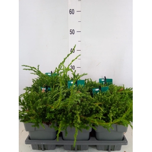 Juniperus squamata 'Blue Carpet'