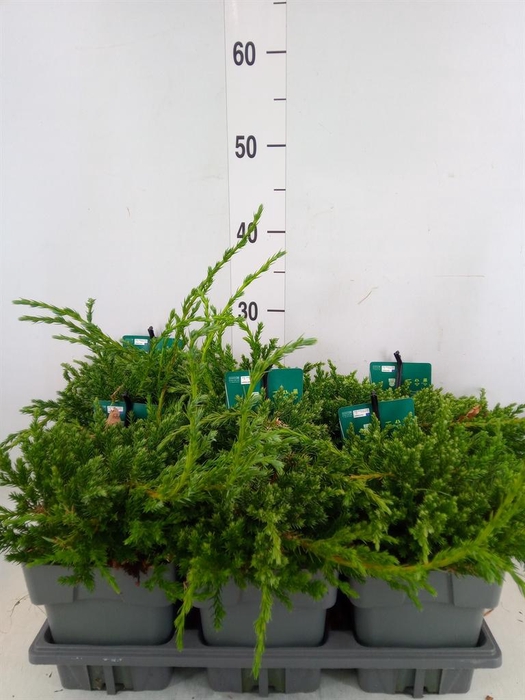 <h4>Juniperus squamata 'Blue Carpet'</h4>