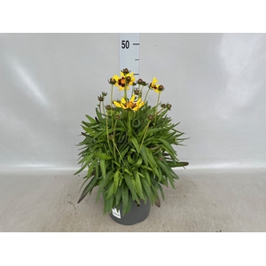 Coreopsis grand.