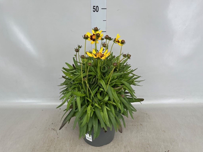 <h4>Coreopsis grand.</h4>
