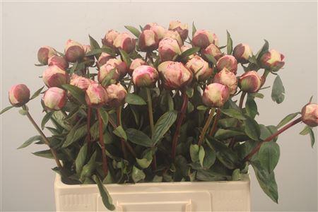 <h4>Paeo L Gardenia</h4>