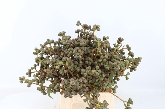 <h4>Euca Clock Medium 45cm P Bunch</h4>