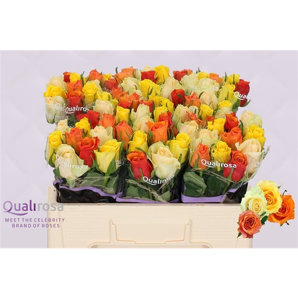 <h4>R Gr Mix Buttercup</h4>