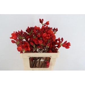RHODODENDRON
