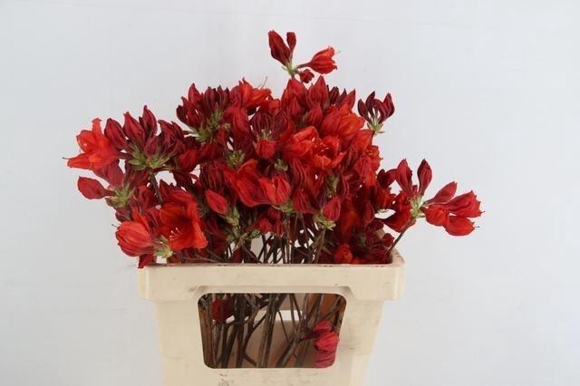 <h4>RHODODENDRON</h4>